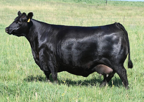 Lot 20: Blackline Emblynette 0674 - (Net Worth - F)