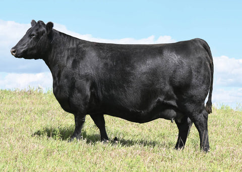 Lot 37: Blackline Emblynette 2486 - Flush