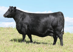 Lot 37: Blackline Emblynette 2486 - Flush