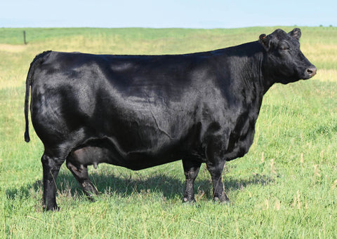 Lot 56: Blackline Emblynette 9342 - Flush