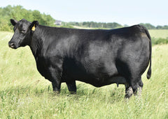 Lot 19: Blackline Montana Dream 8530 - (Renown F)