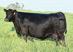 Lot 2: SAC Blackcap May 0243 - (Renew F)