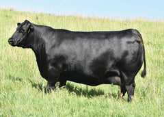 Lot 48: SAC Emblynette 7304 - Flush