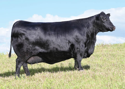 Lot 3: SAV Blackcap May 0588 - (Fieldmaster)
