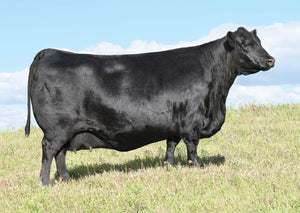 Lot 5: SAV Blackcap May 0592 - (Throttle)