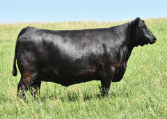 Lot 10: SAV Blackcap May 0624 - (Renown - F)