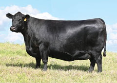 Lot 6: SAV Blackcap May 1583 - (Net Worth F)