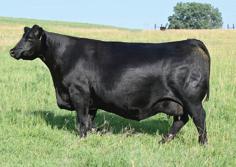 Lot 4: SAC Emblynette 7340 - (Net Worth - F)