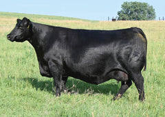 Lot 4: SAC Emblynette 7340 - (Net Worth - F)
