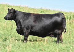 Lot 8: SAV Emblynette 6218 - (Bonanza)