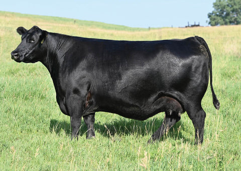 Lot 52: SAV Emblynette 8521 - Flush