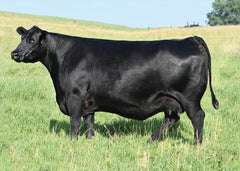 Lot 52: SAV Emblynette 8521 - Flush