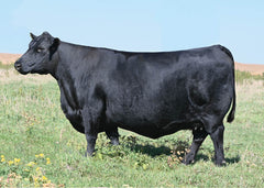 Lot 38: SAV Erica 8622 - Flush