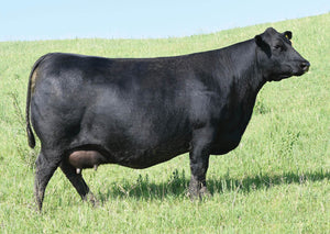 Lot 35: SAV Lucy 8465 - Flush