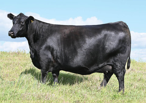 Lot 36: SAV Madame Pride 2572 - Flush