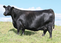 Lot 36: SAV Madame Pride 2572 - Flush