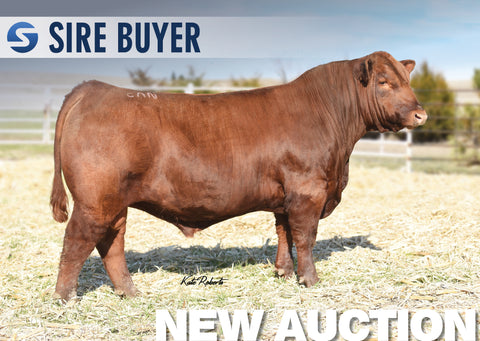 Lot 12: RED U2 Bad Moon Rising -30 Units