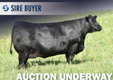 Lot 1: SAV Blackcap May 0588 (Regard)