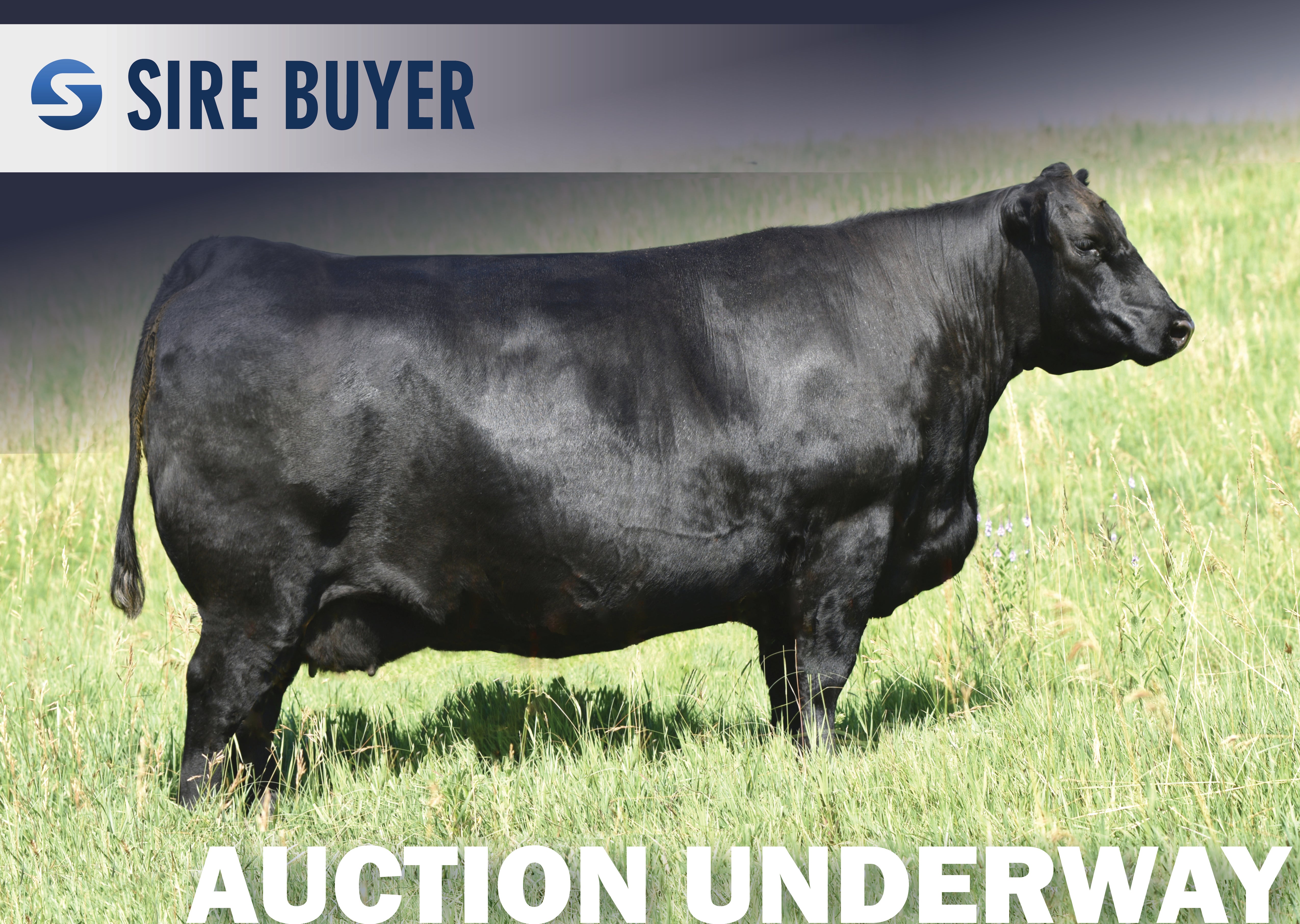 Lot 4: SAV Blackcap May 0592 (Regard) – Sire Buyer Auctions