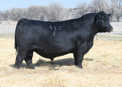 Lot 1: Partisover Burgess 010