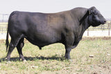 Sitz Rainmaker 6169 - 5 units