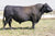 Lot 3: Coleman Dixie Erica 8273 (2 Embryos)