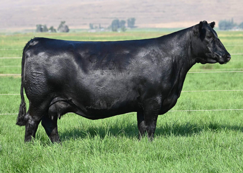 Lot 7: Coleman Dixie Erica 1154