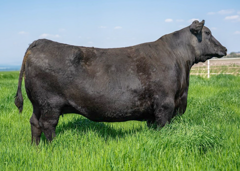 Lot 20: JAR Rita C055