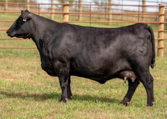 Lot 35: Linz Lady Magnitude 1897