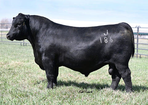 Lot 12: Vermilion Lass 0500 (Baldridge Jordan)