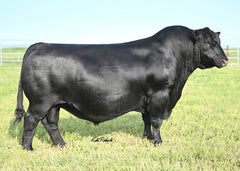 Lot 8: Vermilion Blackbird 9003 (Basin Jameson)