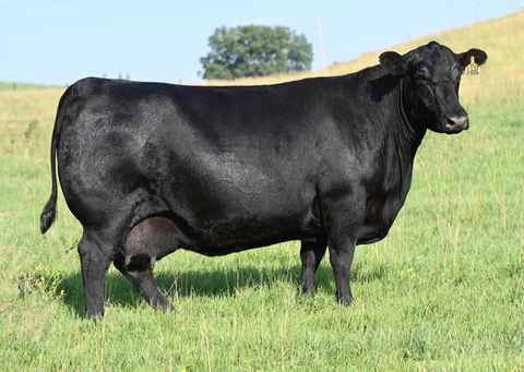 Lot 2: Blackline Blackcap May 8826