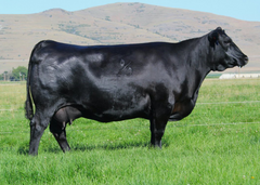 Lot 17: Coleman Donna 0296