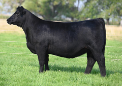 Lot 34: Coleman Donna 2416