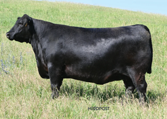 Lot 18: SAV Blackcap May 0624