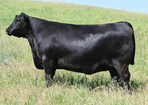 Lot 15: SAV Blackcap May 0624