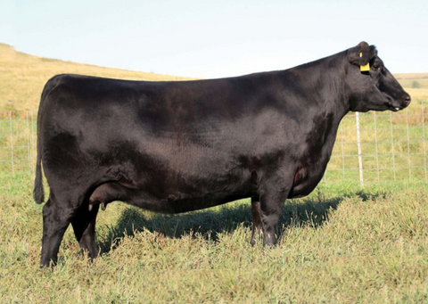 Lot 15: SAV Blackcap May 6644
