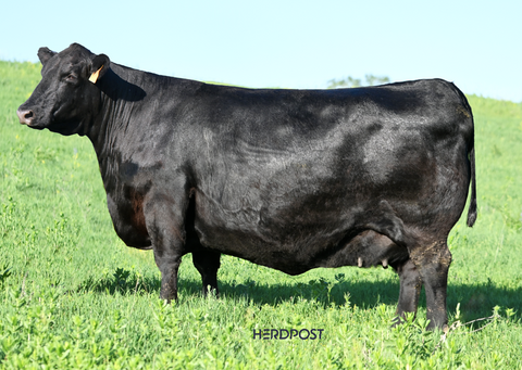Lot 22: SAV Elba 7598