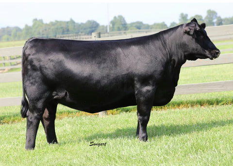 Lot 23: Ankony Miss Lucy 2094 (RSA True Balance)