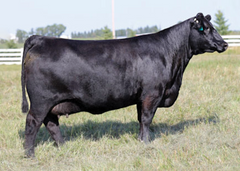 Lot 28: Bar-E-L Rose 99F