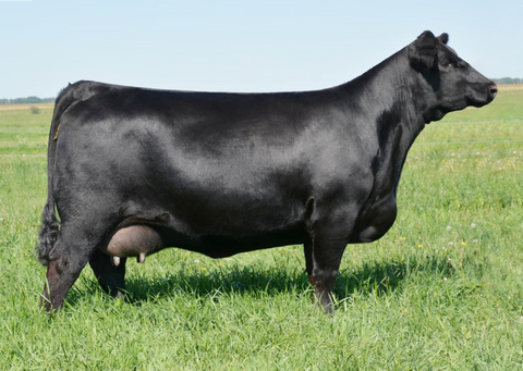 Lot 6: Bar-E-L Erica 74A