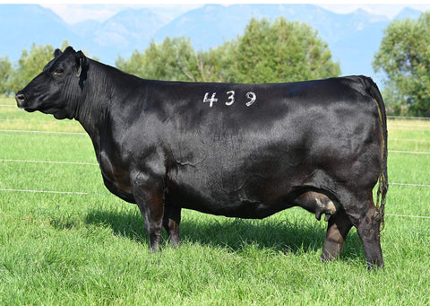 Lot 1: Coleman Donna 439 - (Sitz Accomplishment 720F)