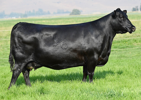 Lot 21: Coleman Eriskay 291