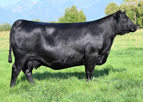 Lot 3: Lawsons Chloe C815