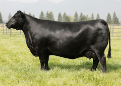 Lot 10: Montana Rita 7112