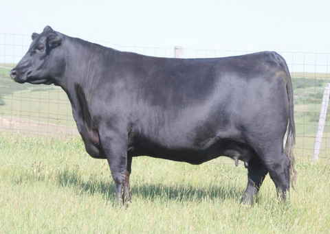 Lot 16: Peak Dot Barbara 148C