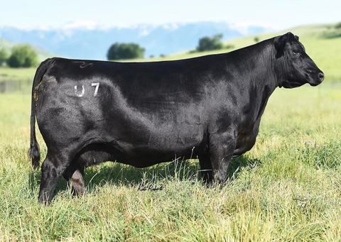 Lot 10: Pine Coulee Black Annie U7
