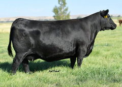 Lot 12: Pine Coulee Patsy A13