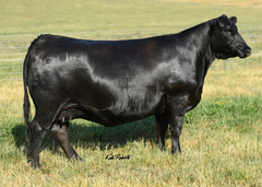Lot 16: Pine Coulee Black Annie G11
