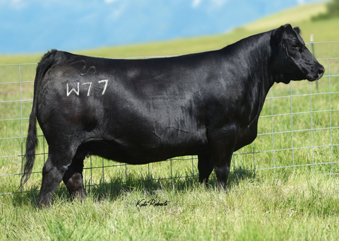 Lot 27: Pine Coulee Everelda W77